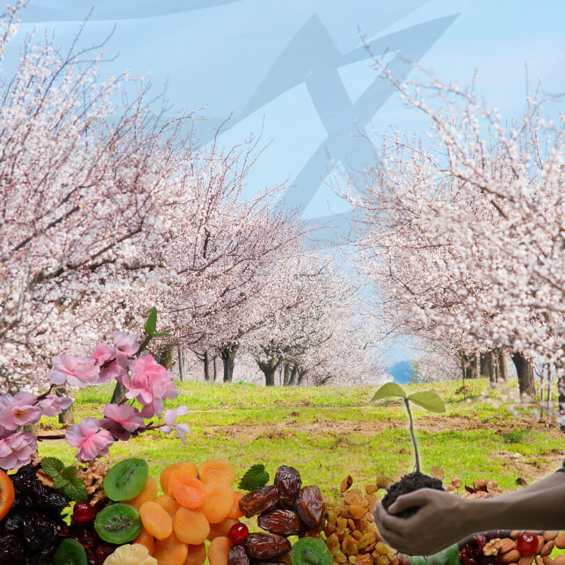 רקע של שקדייה עם מגן דוד בדמים עצי אילן, פירות יבשים וידיים העוסקות בנטיעות